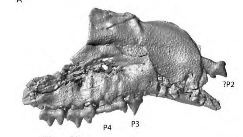 Illustration for article titled Tiny Thumb-Sized Hedgehog Lived in Canada 52 Million Years Ago